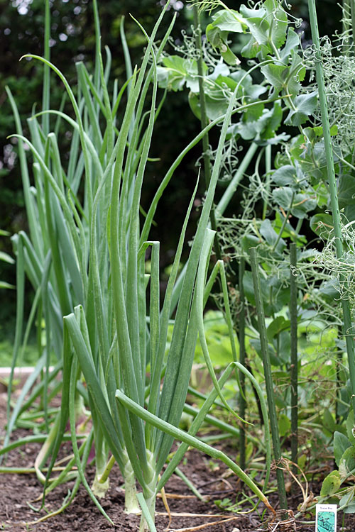 my garden - July 2009