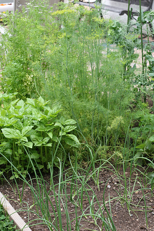 my garden - July 2009