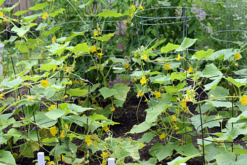 my garden - July 2009